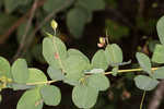 Bicolor lespedeza